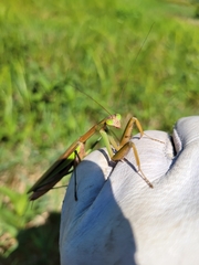 Tenodera sinensis