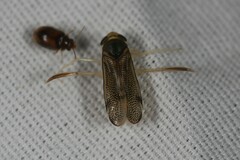 Corixini