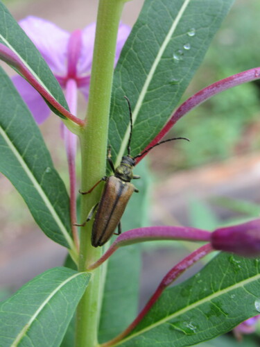 Lepturobosca nigrolineata