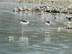 Himantopus leucocephalus