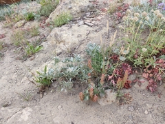 Castilleja arachnoidea