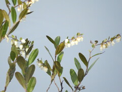 Chamaedaphne calyculata