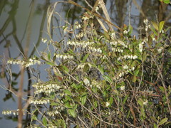 Chamaedaphne calyculata