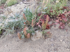 Castilleja arachnoidea