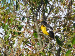 Pheucticus aureoventris