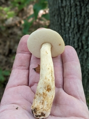 Gyroporus