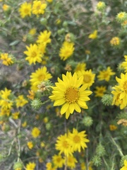 Grindelia squarrosa