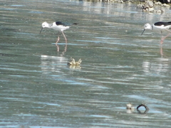 Himantopus leucocephalus
