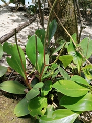Peperomia obtusifolia
