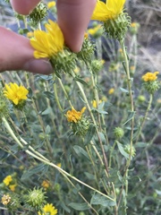 Grindelia squarrosa