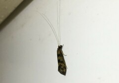 Mystacides longicornis