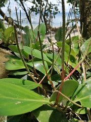 Peperomia obtusifolia