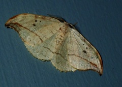 Drepana arcuata