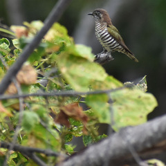 Chrysococcyx lucidus
