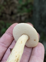 Gyroporus