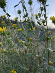 Grindelia squarrosa
