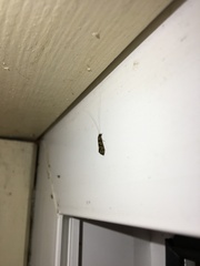 Mystacides longicornis