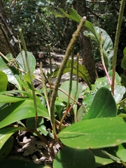 Peperomia obtusifolia