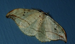 Drepana arcuata