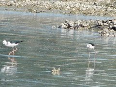 Himantopus leucocephalus