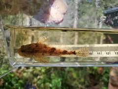 Cottus cognatus