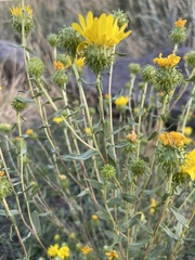 Grindelia squarrosa