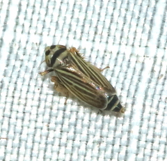 Amblysellus curtisii