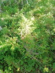 Juniperus communis