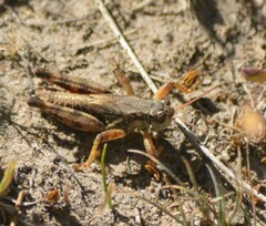 Melanoplus montanus