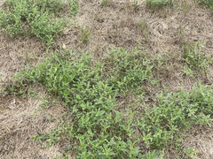 Ditaxis humilis
