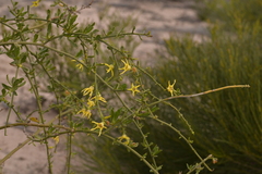 Anthocercis ilicifolia