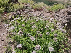 Monardella odoratissima