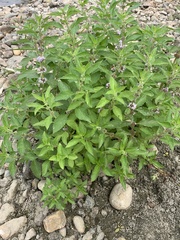 Mentha arvensis
