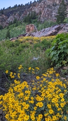 Heterotheca villosa