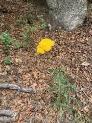Achillea filipendulina