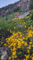 Heterotheca villosa