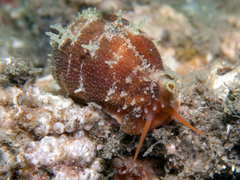 Purpuradusta gracilis