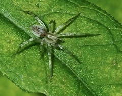 Anyphaenidae
