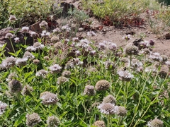 Monardella odoratissima