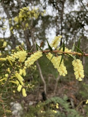 Acacia oxycedrus