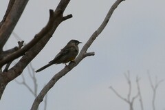 Anthochaera carunculata