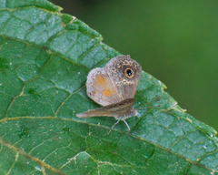 Perophthalma tullius
