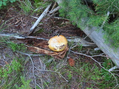 Russula decolorans