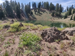 Monardella odoratissima