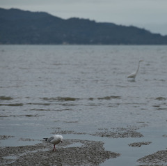 Chroicocephalus novaehollandiae