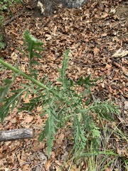 Achillea filipendulina