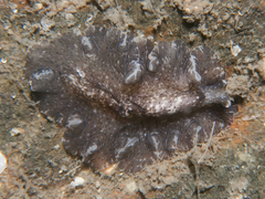 Platyhelminthes