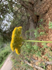 Achillea filipendulina