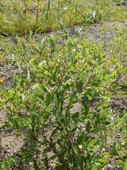 Apocynum cannabinum