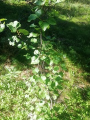 Betula pubescens